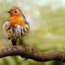 Fluffy bird  screen for extension Chrome web store in OffiDocs Chromium
