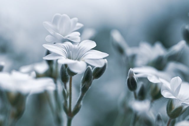 Free download fluffy bird string flower free picture to be edited with GIMP free online image editor