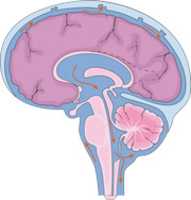 Free download Fluid Cerebrospinal free photo or picture to be edited with GIMP online image editor