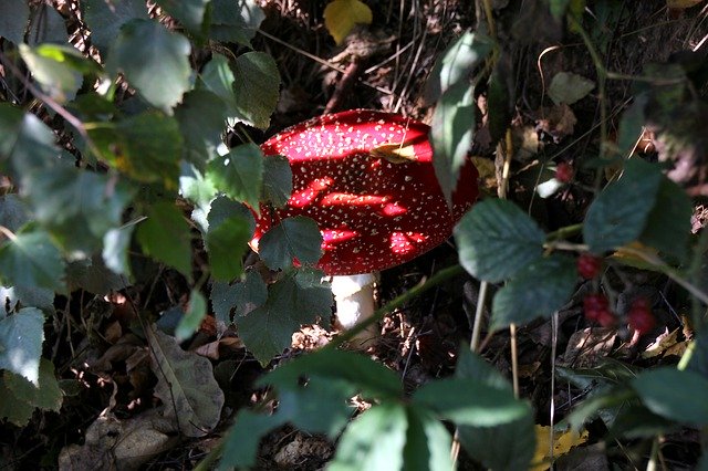 Free picture Fly Agaric Autumn Forest -  to be edited by GIMP free image editor by OffiDocs