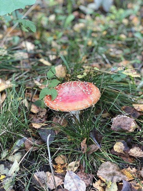 Free download Fly Agaric Autumn Toxic -  free photo or picture to be edited with GIMP online image editor