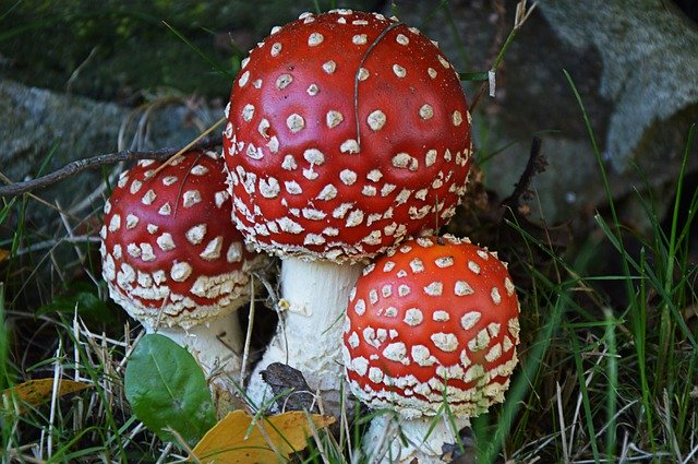 Bezpłatne pobieranie Fly Agaric Forest - bezpłatne zdjęcie lub obraz do edycji za pomocą internetowego edytora obrazów GIMP