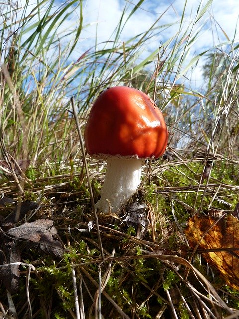 Free download Fly Agaric Forest Mushroom -  free photo or picture to be edited with GIMP online image editor