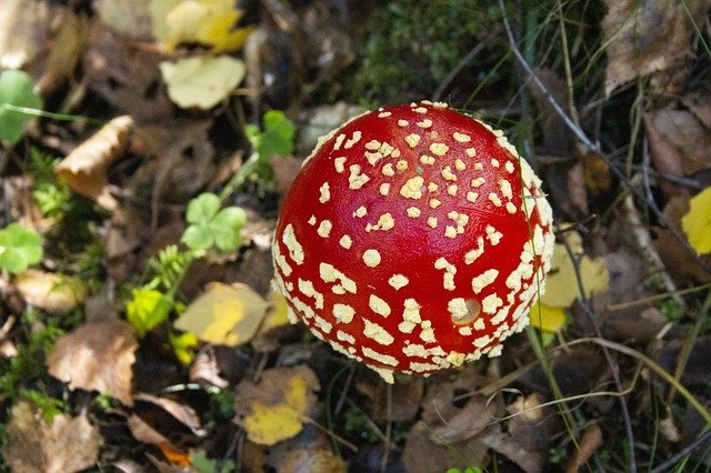 Free download Fly Agaric Forest Signal Red -  free photo or picture to be edited with GIMP online image editor