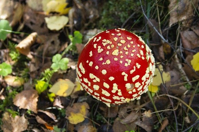 Download grátis Fly Agaric Forest Signal Red - foto grátis ou imagem para ser editada com o editor de imagens online GIMP