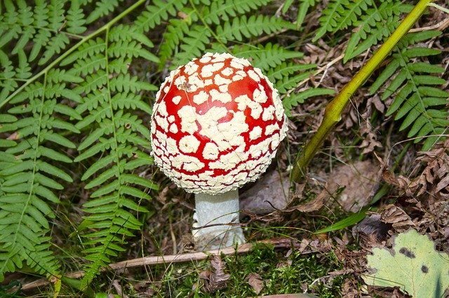 Free download Fly Agaric Forest Spotted -  free photo or picture to be edited with GIMP online image editor