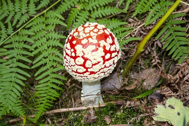 Download gratuito Fly Agaric Forest Spotted - foto o immagine gratuita da modificare con l'editor di immagini online di GIMP