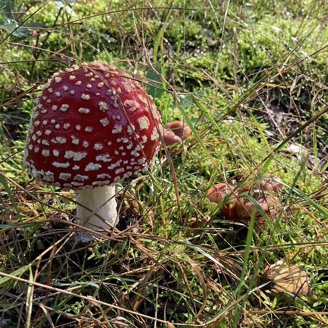 Free download Fly Agaric Grass Red -  free photo or picture to be edited with GIMP online image editor