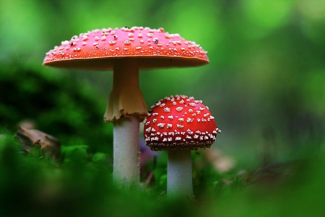 Free download fly agaric mushrooms nature free picture to be edited with GIMP free online image editor