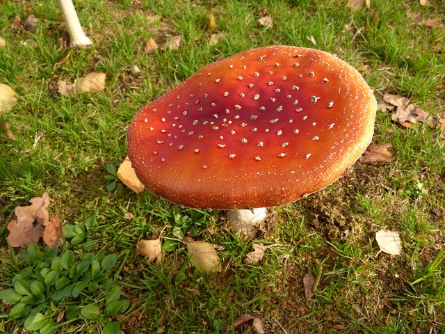 ดาวน์โหลดฟรี Fly Agric Mushroom Toxic - ภาพถ่ายหรือรูปภาพที่จะแก้ไขด้วยโปรแกรมแก้ไขรูปภาพออนไลน์ GIMP