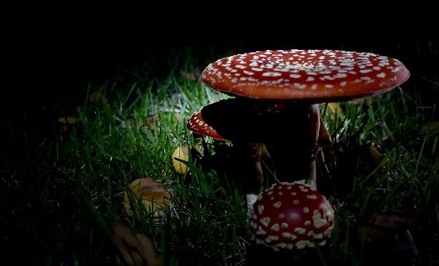 Kostenloser Download Fly Agaric Red Mushroom - kostenloses kostenloses Foto oder Bild zur Bearbeitung mit GIMP Online-Bildbearbeitung