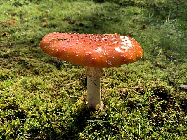Free download Fly Agaric Red Nature -  free photo or picture to be edited with GIMP online image editor