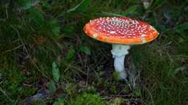 Free download Fly Agaric Red White -  free video to be edited with OpenShot online video editor