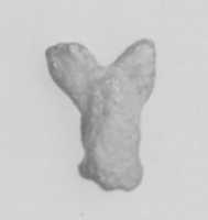 Free download Fly (?) amulet free photo or picture to be edited with GIMP online image editor