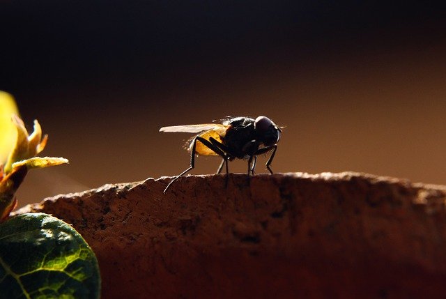 Free download fly b on the fly macro insect bug free picture to be edited with GIMP free online image editor