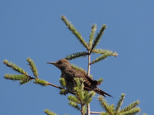 Free download Flycatcher Bird Douglas -  free photo or picture to be edited with GIMP online image editor