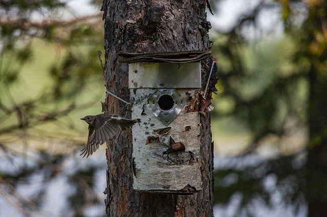 Free download Flycatcher Birdhouse -  free photo or picture to be edited with GIMP online image editor