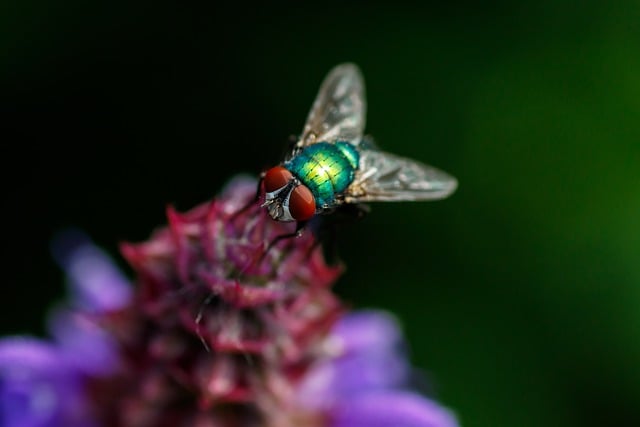 Free download fly compound eyes lavender dazzling free picture to be edited with GIMP free online image editor