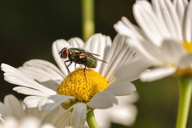 Free download fly dazzling marguerite insect free picture to be edited with GIMP free online image editor