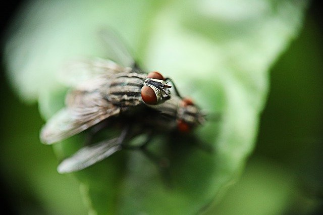 Muat turun percuma Fly Domestic Dipteran Braquícero - foto atau gambar percuma untuk diedit dengan editor imej dalam talian GIMP