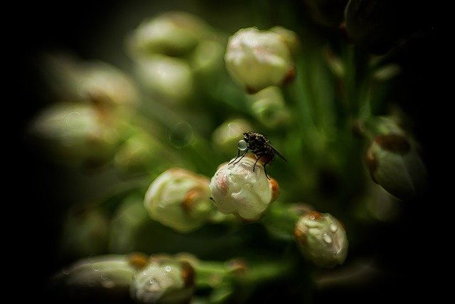 Free download Fly Drop Plants -  free photo or picture to be edited with GIMP online image editor