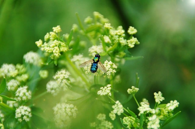 免费下载苍蝇昆虫学授粉花免费图片，使用 GIMP 免费在线图像编辑器进行编辑