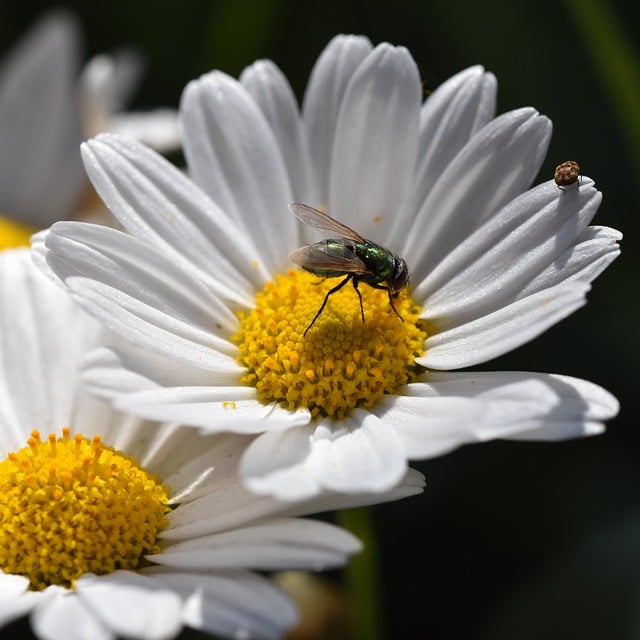 Free download fly flower nature blossom bloom free picture to be edited with GIMP free online image editor