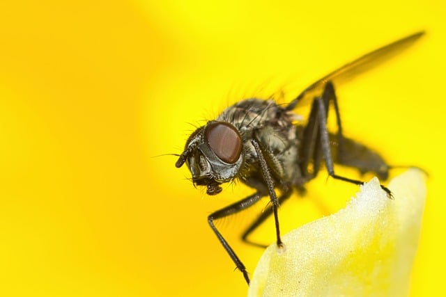 Free download fly flower nature garden close up free picture to be edited with GIMP free online image editor