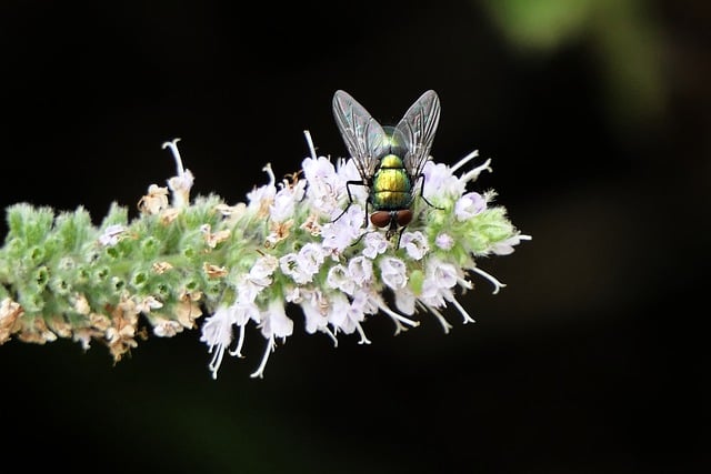 Free download fly flowers pollination close up free picture to be edited with GIMP free online image editor