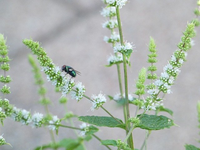 Bezpłatne pobieranie Fly Green Peppermint - darmowe zdjęcie lub obraz do edycji za pomocą internetowego edytora obrazów GIMP