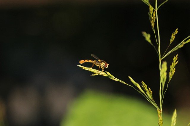 Free picture Fly Hoverfly Blade Of Grass -  to be edited by GIMP free image editor by OffiDocs