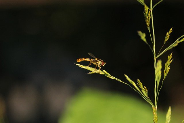 무료 다운로드 Fly Hoverfly Blade Of Grass - 무료 사진 또는 김프 온라인 이미지 편집기로 편집할 수 있는 사진