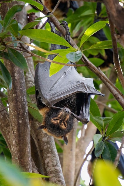 Free download flying fox bat animal free picture to be edited with GIMP free online image editor
