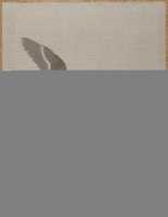 Free download Flying Goose free photo or picture to be edited with GIMP online image editor