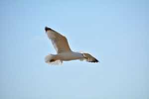Free download Flying Gull free photo or picture to be edited with GIMP online image editor