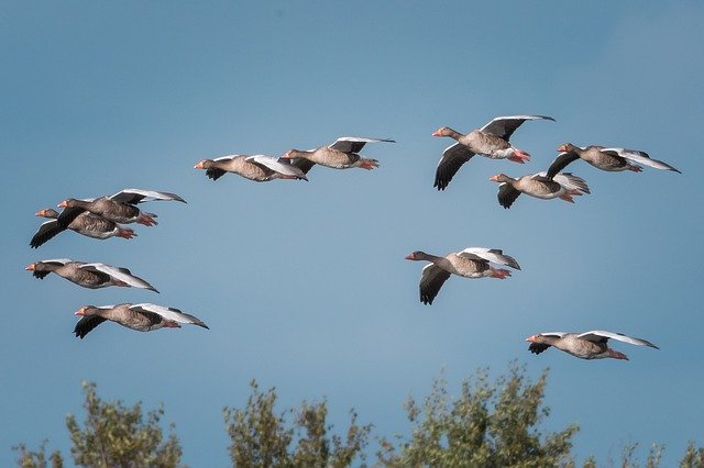 Descarga gratuita Flying Nature Sky - foto o imagen gratuita para editar con el editor de imágenes en línea GIMP