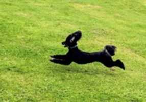 Free download Flying poodle free photo or picture to be edited with GIMP online image editor