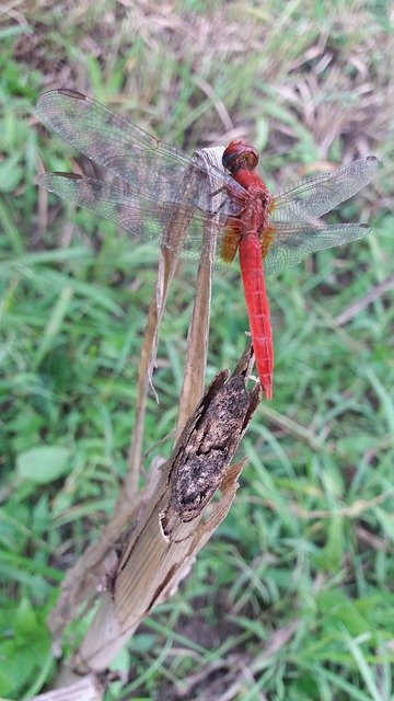 ดาวน์โหลดฟรี Flying Red Small - ภาพถ่ายหรือรูปภาพฟรีที่จะแก้ไขด้วยโปรแกรมแก้ไขรูปภาพออนไลน์ GIMP