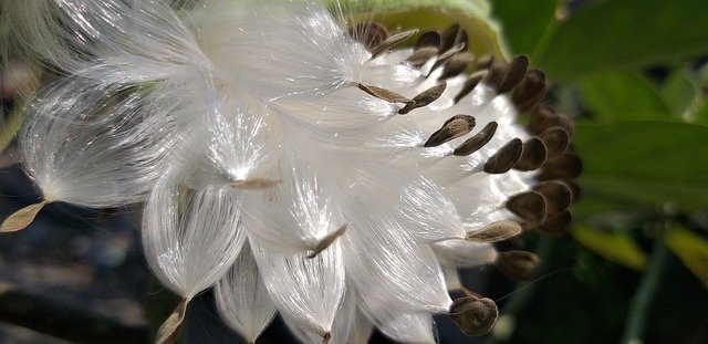 تنزيل Flying Seeds مجانًا - صورة أو صورة مجانية ليتم تحريرها باستخدام محرر الصور عبر الإنترنت GIMP
