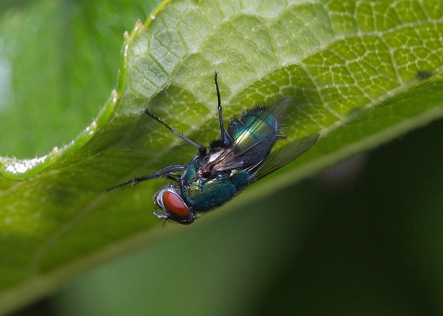 Free download Fly Insect Be -  free photo or picture to be edited with GIMP online image editor