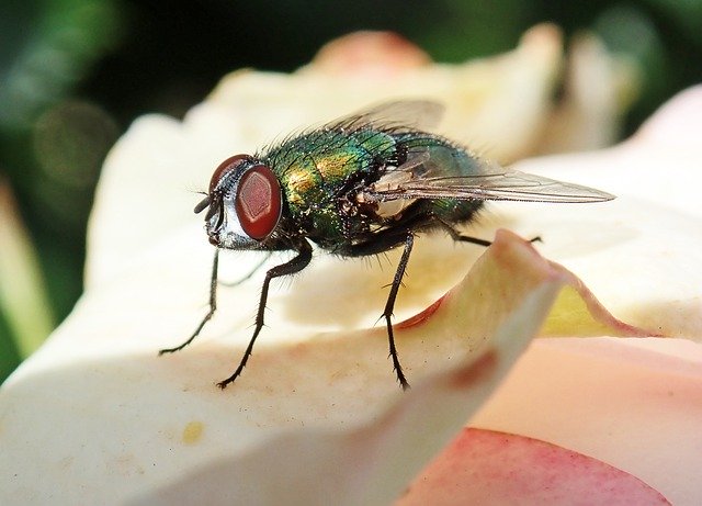 Free download Fly Insect Blowfly -  free free photo or picture to be edited with GIMP online image editor