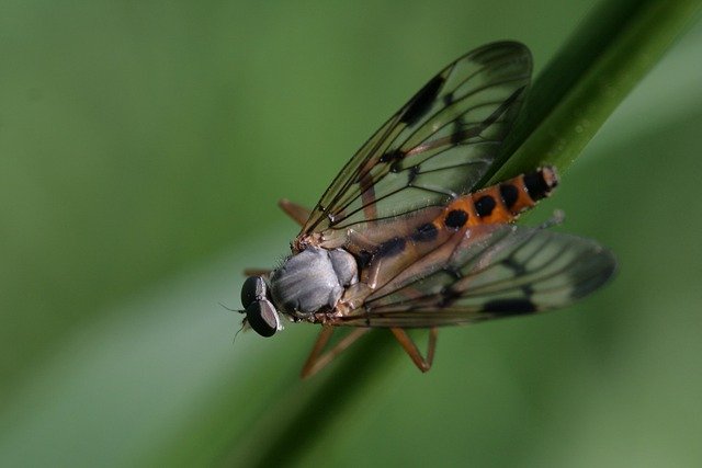 Bezpłatne pobieranie makro entomologii owadów muchowych do edycji za pomocą bezpłatnego internetowego edytora obrazów GIMP