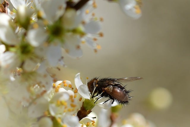 Free download fly insect flowers blossoms spring free picture to be edited with GIMP free online image editor