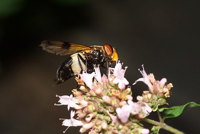 Free download fly insect hover fly free picture to be edited with GIMP free online image editor