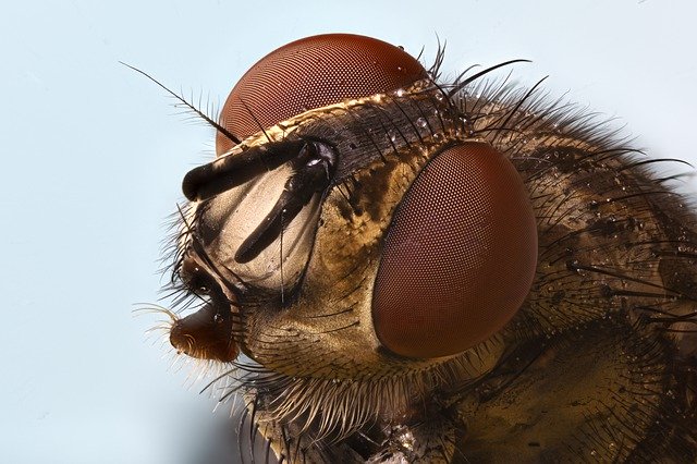 Téléchargement gratuit Fly Insect Invertebrates - photo ou image gratuite à éditer avec l'éditeur d'images en ligne GIMP