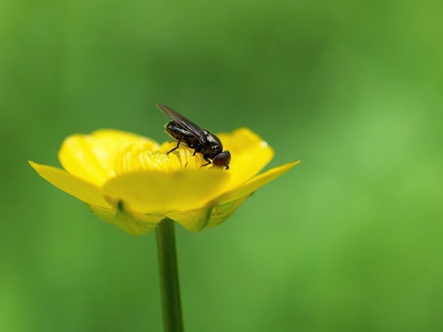 Free download fly insect macro close up anemone free picture to be edited with GIMP free online image editor