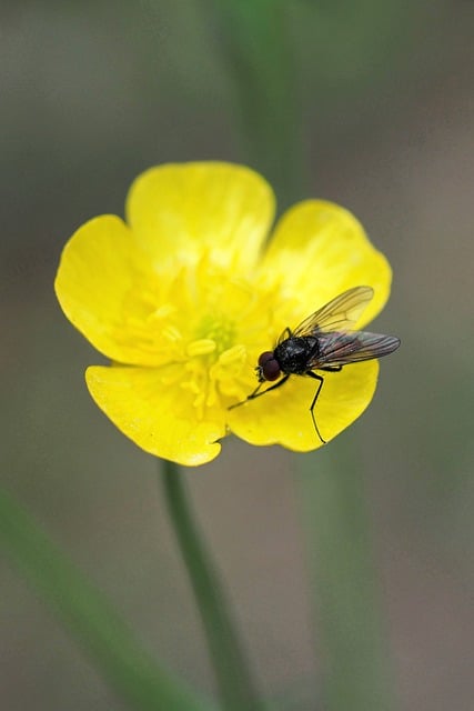 Free download fly insect macro close up blossom free picture to be edited with GIMP free online image editor