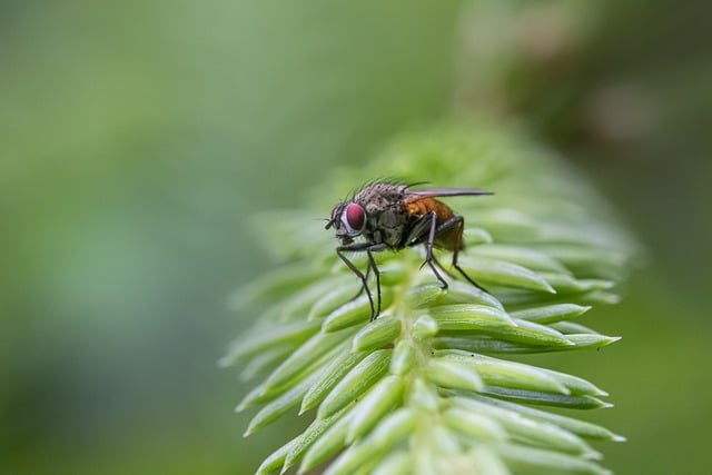 Free download fly insect macro nature entomology free picture to be edited with GIMP free online image editor