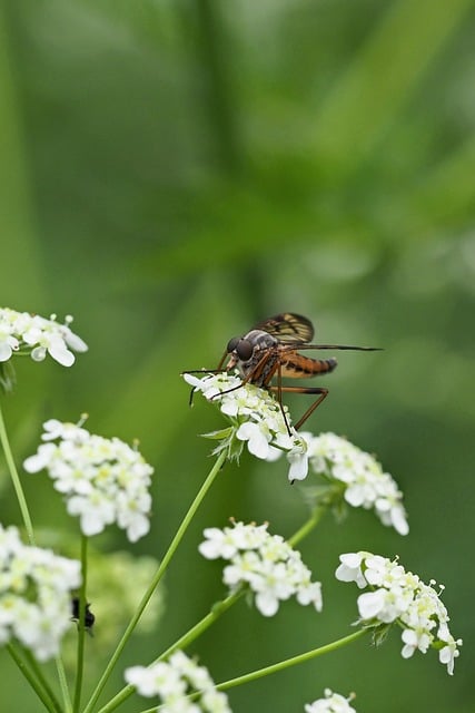 Free download fly insect nature macro close up free picture to be edited with GIMP free online image editor