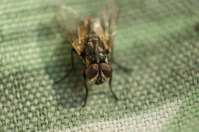 Free download Fly Insects Macro -  free photo or picture to be edited with GIMP online image editor